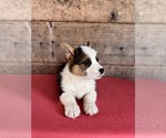 Small #20 Pembroke Welsh Corgi