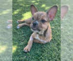 Derek - Male Chihuahua-Unknown Mix Dog for Adoption - Small photo