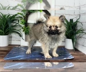 Pomeranian Puppy for sale in MARIETTA, GA, USA