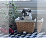 Small Photo #9 Aussiedoodle Miniature  Puppy For Sale in CENTRALIA, IL, USA