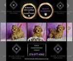 Small Photo #10 Goldendoodle (Miniature) Puppy For Sale in WARSAW, IN, USA