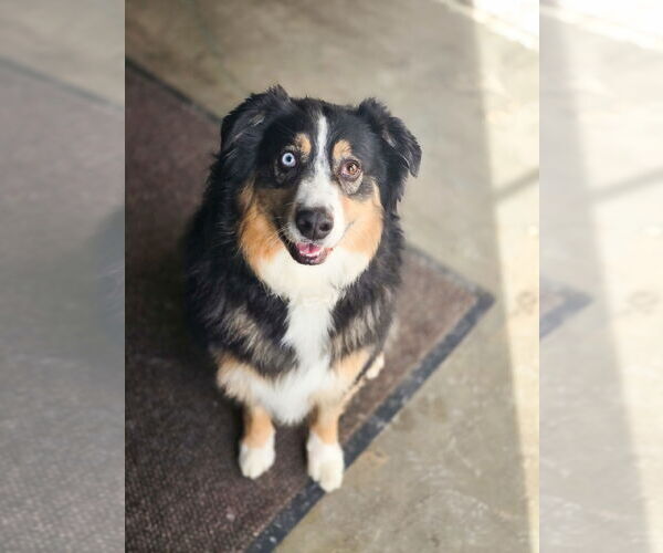 Medium Photo #3 Australian Shepherd-Unknown Mix Puppy For Sale in Sandy, UT, USA