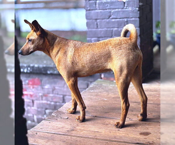 Medium Photo #2 Jack Russell Terrier Puppy For Sale in Rutherfordton, NC, USA