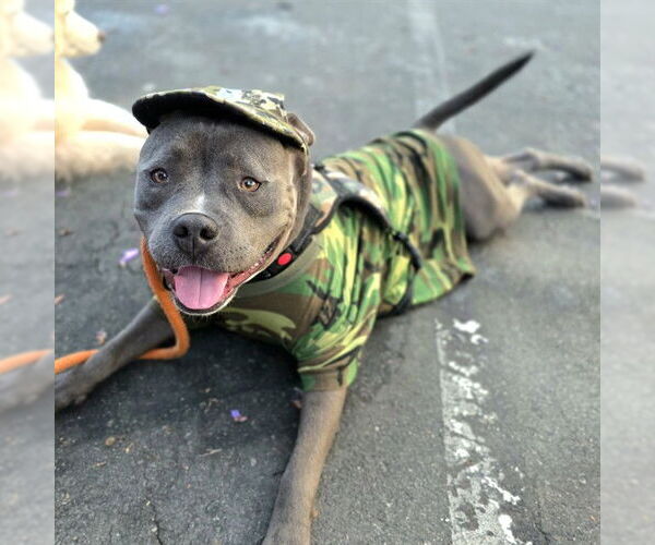 Medium Photo #2 American Staffordshire Terrier-Unknown Mix Puppy For Sale in Long Beach, CA, USA