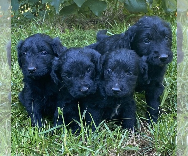 Medium Photo #6 Goldendoodle Puppy For Sale in WEAVERVILLE, NC, USA