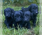 Small #5 Goldendoodle