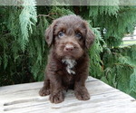 Small #2 Labradoodle