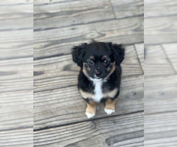 Medium Photo #4 Colonial Cocker Spaniel Puppy For Sale in Dana Point, CA, USA