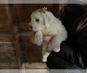 Great Pyrenees Puppy for sale in GRANGEVILLE, ID, USA