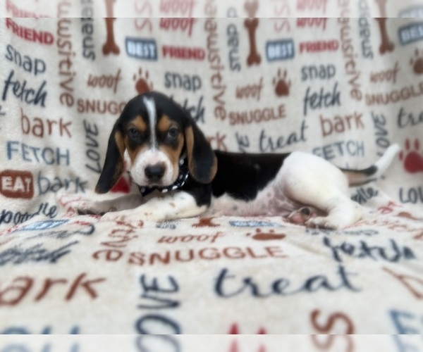 Medium Photo #4 Beagle Puppy For Sale in LAKELAND, FL, USA