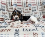 Small #3 Beagle