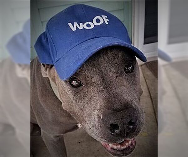 Medium Photo #2 American Staffordshire Terrier Puppy For Sale in Dana Point, CA, USA