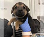 Small #1 Spaniel Mix