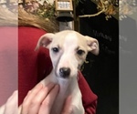 Small Photo #5 Whippet Puppy For Sale in OVERTON, TX, USA