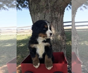 Bernese Mountain Dog Puppy for Sale in GOSHEN, Indiana USA