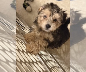 Morkie-Poodle (Toy) Mix Puppy for sale in MONTEGUT, LA, USA