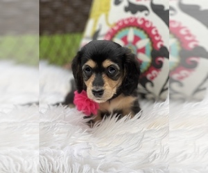 Dachshund Puppy for sale in LAUREL, MS, USA