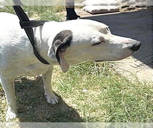 Borador Dogs for adoption in Houston, TX, USA