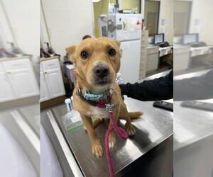 Chihuahua-Unknown Mix Dogs for adoption in Forestville, MD, USA