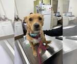 Small Chihuahua Mix