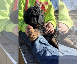 Poodle (Miniature) Puppy for sale in CONCORD, MN, USA