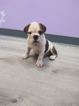 Medium Photo #1 Bulldog Puppy For Sale in BOSTON, MA, USA
