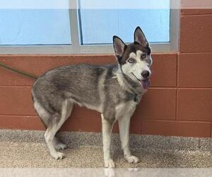 Siberian Husky Dogs for adoption in Pueblo, CO, USA