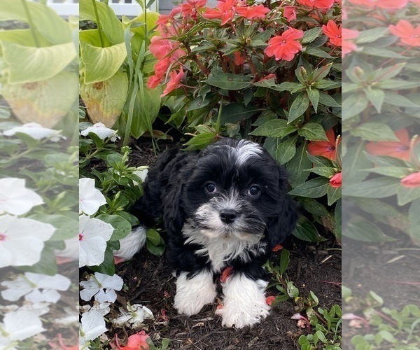 Medium Photo #4 Cavanese Puppy For Sale in CANOGA, NY, USA
