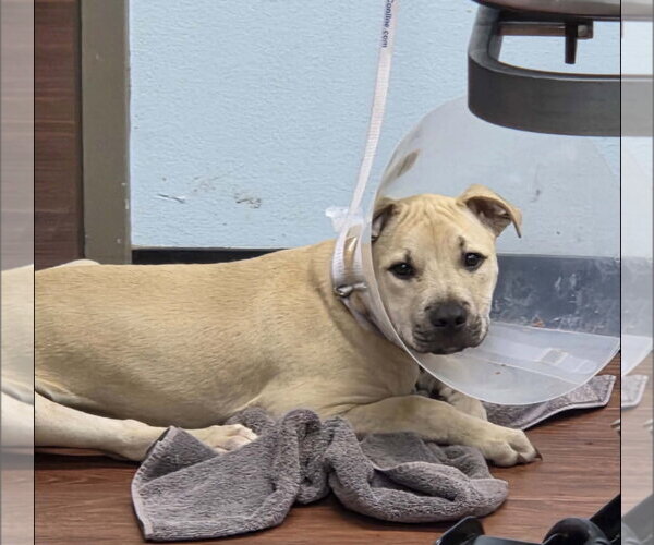 Medium Photo #6 Black Mouth Cur-Labrador Retriever Mix Puppy For Sale in Sanford, FL, USA