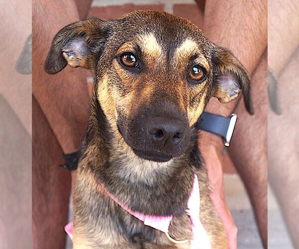 Medium Photo #2 Mutt Puppy For Sale in Carrollton, TX, USA