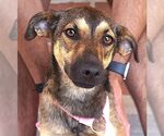 Small #1 Mutt