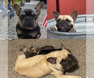 Mother of the French Bulldog puppies born on 03/15/2022