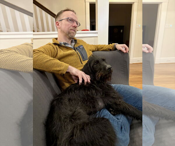 Medium Photo #3 Miniature Labradoodle Puppy For Sale in Hillsboro, MO, USA