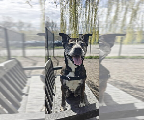 Medium Photo #13 Mutt Puppy For Sale in Elmsford, NY, USA