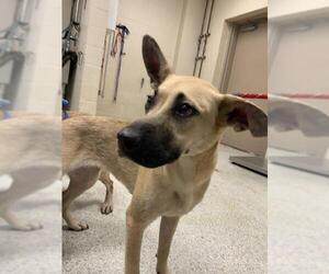 German Shepherd Dog-Unknown Mix Dogs for adoption in Conroe, TX, USA