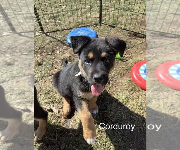 Medium Photo #1 Mutt Puppy For Sale in Springdale, PA, USA