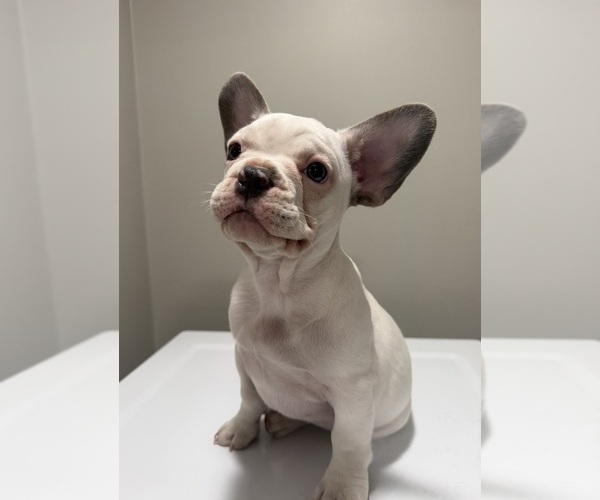 Medium Photo #2 French Bulldog Puppy For Sale in CUSHING, OK, USA