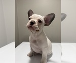 Small #1 French Bulldog
