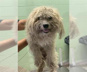 Poodle (Miniature)-Unknown Mix Dogs for adoption in Grand Prairie, TX, USA