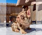 Small #1 French Bulldog