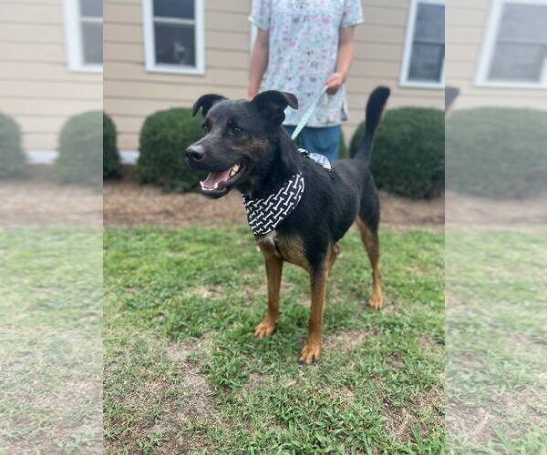 Medium Photo #3 Shepweiller Puppy For Sale in Orangeburg, SC, USA