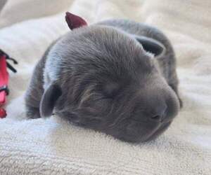 Medium Labrador Retriever