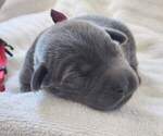 Puppy 1 Labrador Retriever