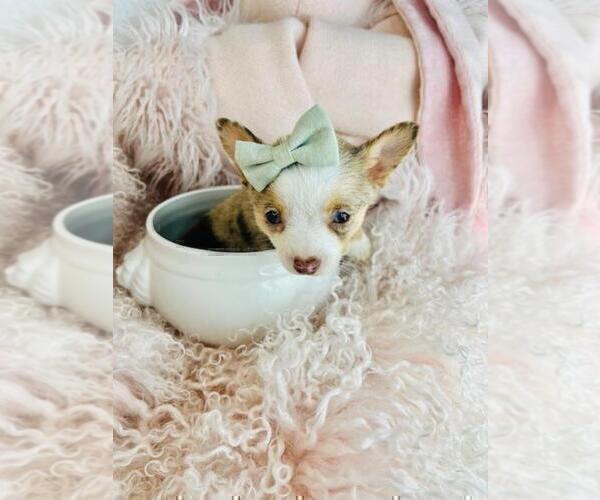 Medium Photo #3 Chihuahua Puppy For Sale in AVONDALE ESTATES, GA, USA