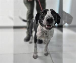 Border Collie-Unknown Mix Dogs for adoption in Temple, TX, USA