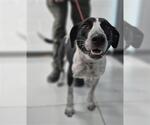 Small Border Collie Mix