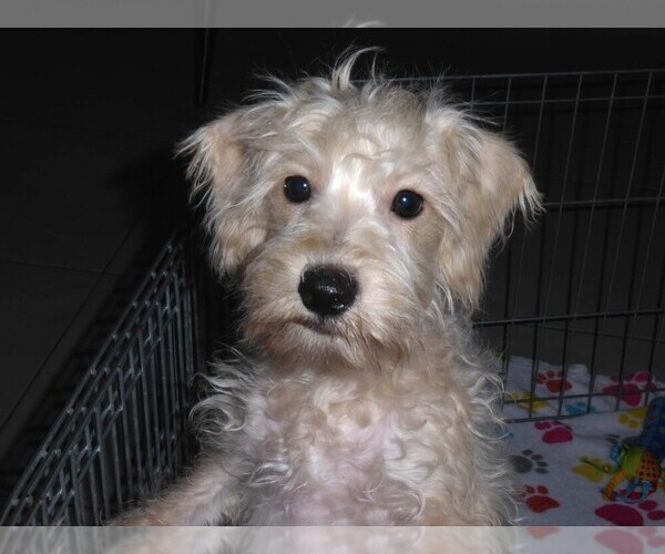Medium Photo #9 Schnoodle (Miniature) Puppy For Sale in ORO VALLEY, AZ, USA