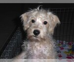 Small #8 Schnoodle (Miniature)