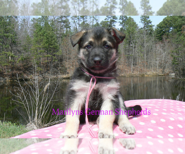 Medium Photo #6 German Shepherd Dog Puppy For Sale in PIEDMONT, MO, USA