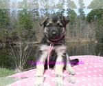 Small #5 German Shepherd Dog